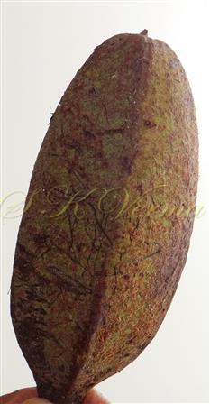  Capsule